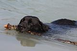 LABRADOR 1107